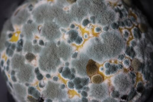 mold spore up close